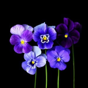 fe97c7247790
