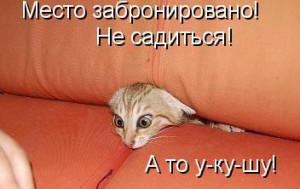 кот