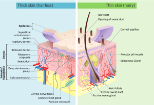 2000px-Skin_layers.svg