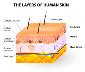layers of human skin. Melanocyte and melanin