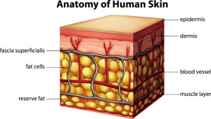anatomy-of-human-skin