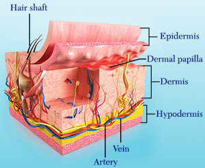 dermal-papilla