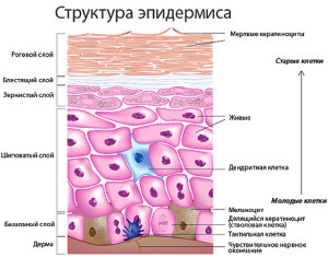 epidermis-structure