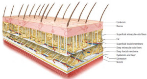 fascia