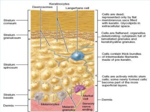 integumentary-system-4-728
