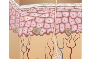 skin-layers