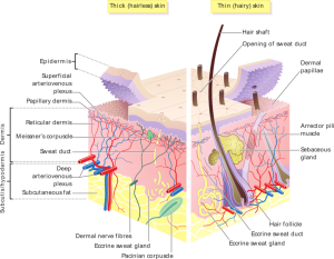 skin-layers