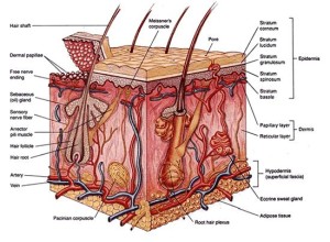 skinstru1326856137171