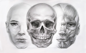 anatomy_study_by_hel999-d2yezs3